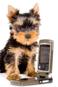 cell-phone-and-puppy
